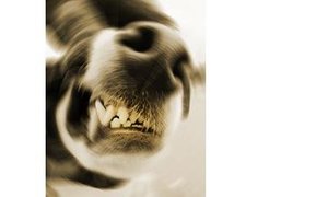 Honde terroriseer Franskraal